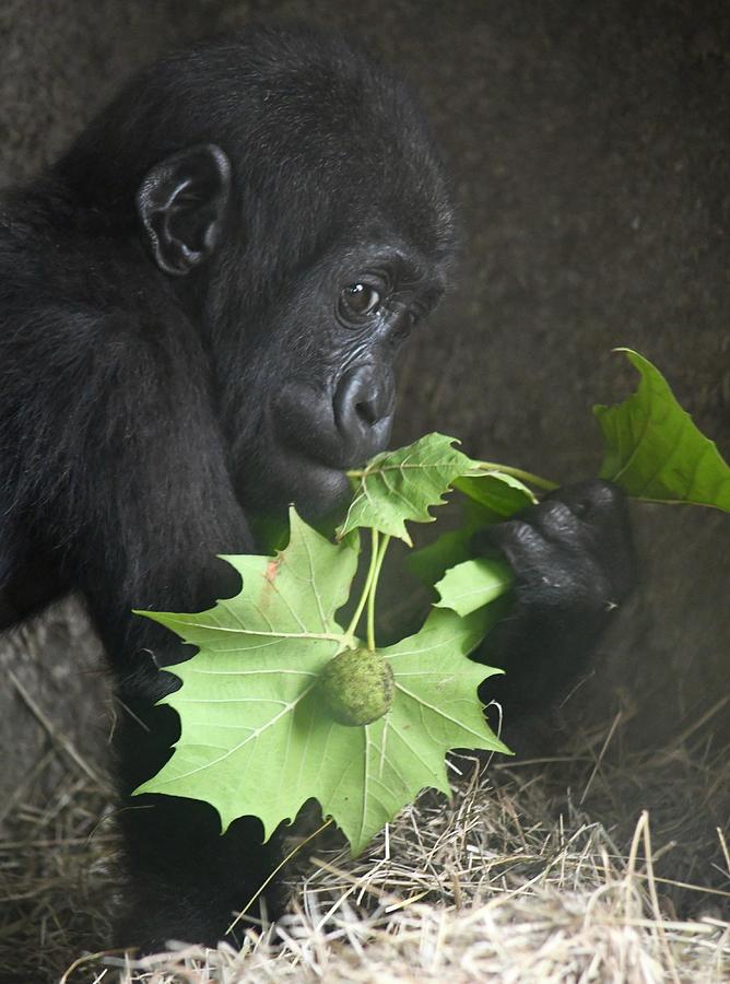 Young Gorilla Eating His Greens Photograph by Richard Bryce and Family