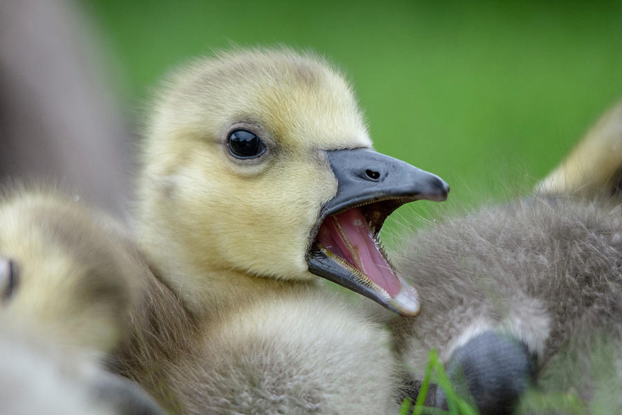Young Gosling 1  Photograph by Gareth Parkes