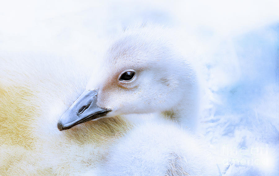 Young Gosling  Photograph by Elaine Manley