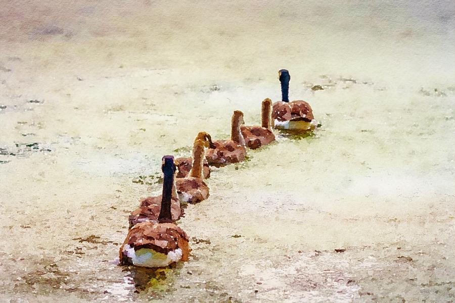 Young Goslings Mixed Media by Susan Rydberg