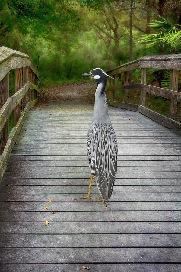 Young Great Blue Heron on a Bridge Photograph by Mitch Spence