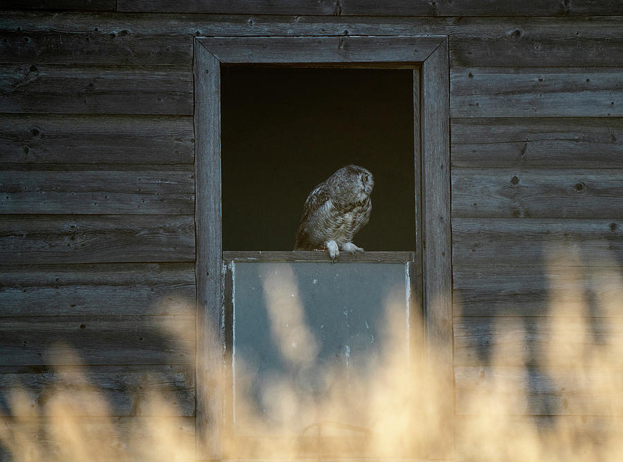 Young Great Horned Owl Photograph