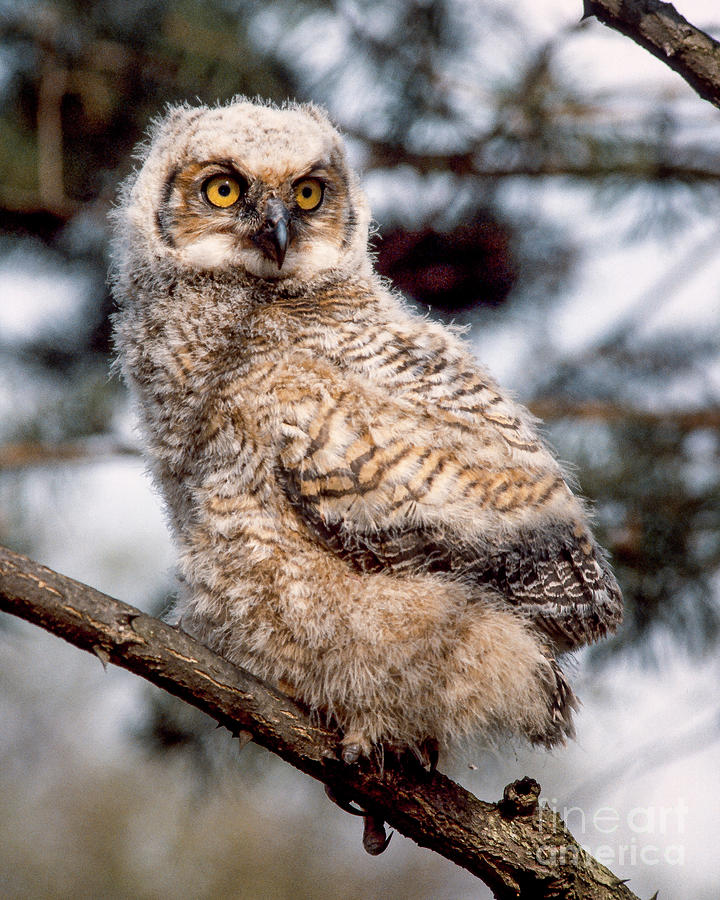 Young Great Horned Owl New Feathers Photograph By Timothy Flanigan