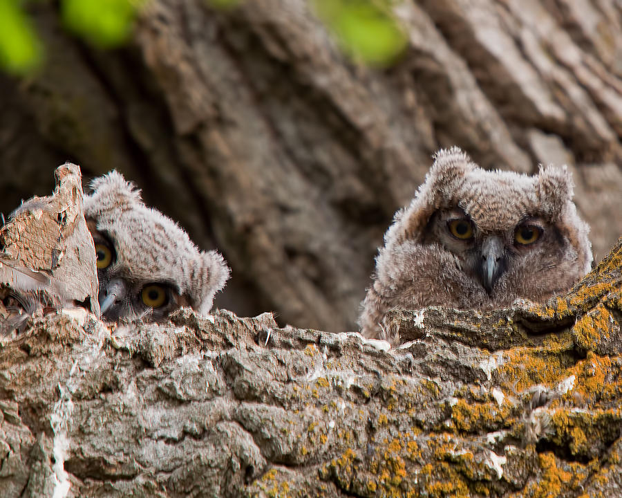 Young Great Horned Owls Photograph by JTBaskinphoto