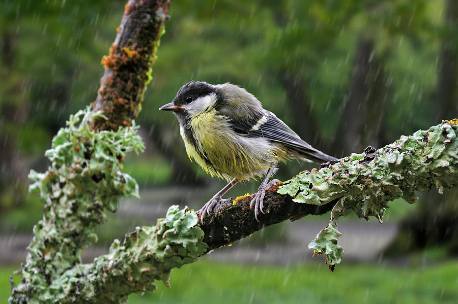 Young Great Tit in the Rain Photograph by Arterra Picture Library