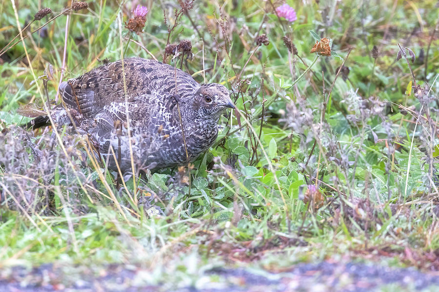 Young Greater Sage-Grouse Photograph by Belinda Greb