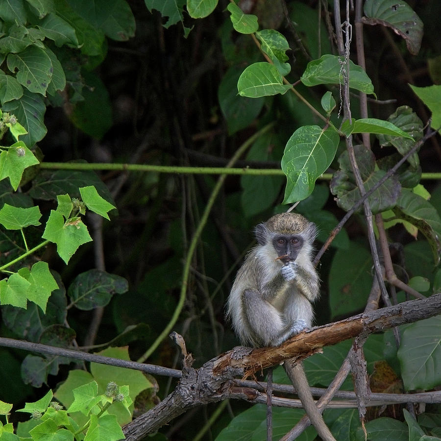 Young Green Monkey Photograph by Tony Mills