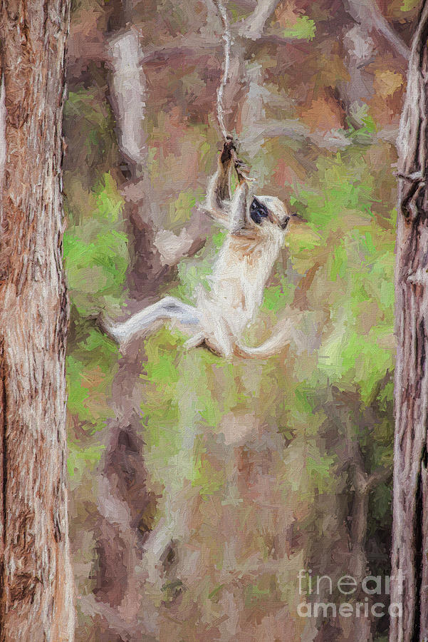 Young Grey Langur swinging on liana Digital Art by Liz Leyden