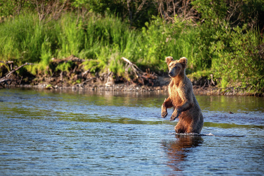 Young Grizzly Bear is Dancing in the River Photograph by Alex Mironyuk