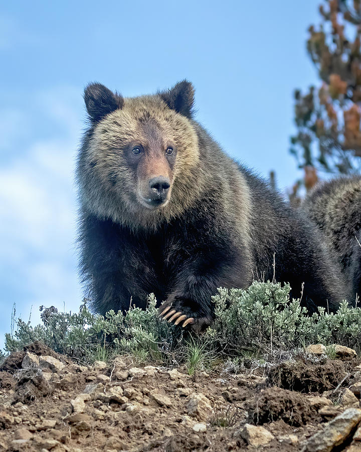 Young Grizzly Bear Photograph by Jack Bell