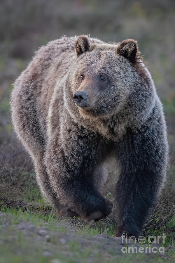 Young Grizzly Photograph by Brad Schwarm