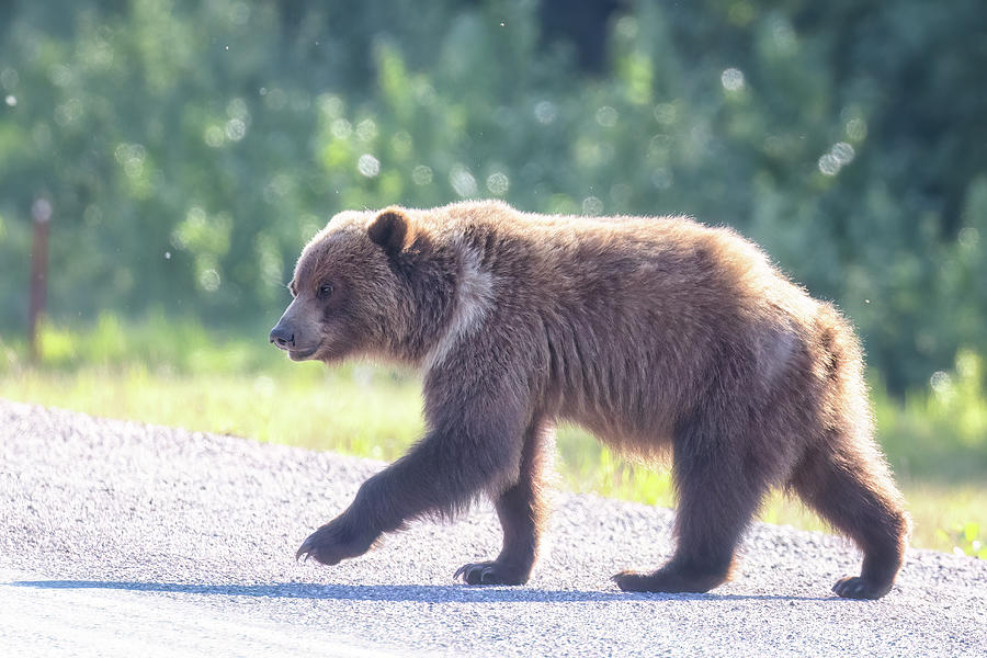 Young Grizzly  Crossing the Road Near Liard Hot Springs Photograph by Belinda Greb