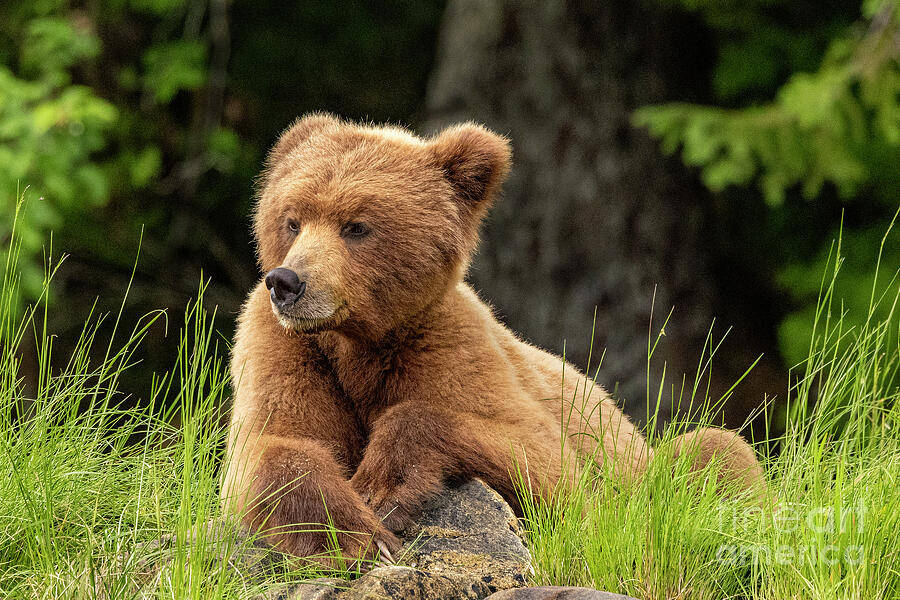 Wildlife Photograph - Young Grizzly by Mark Laurie