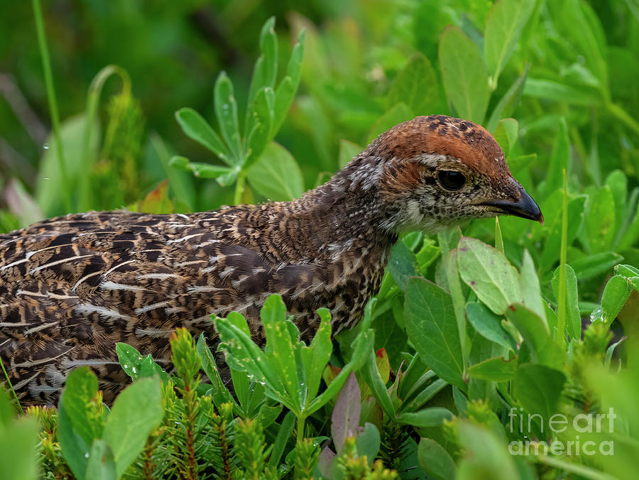 Young Grouse Photograph