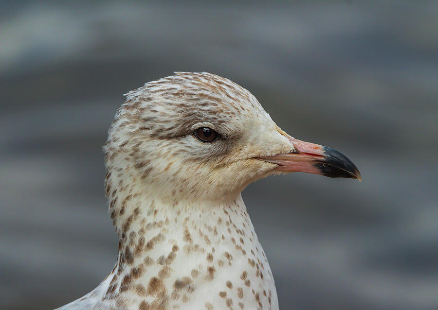 Young Gull Portrait Photograph by Chad Meyer
