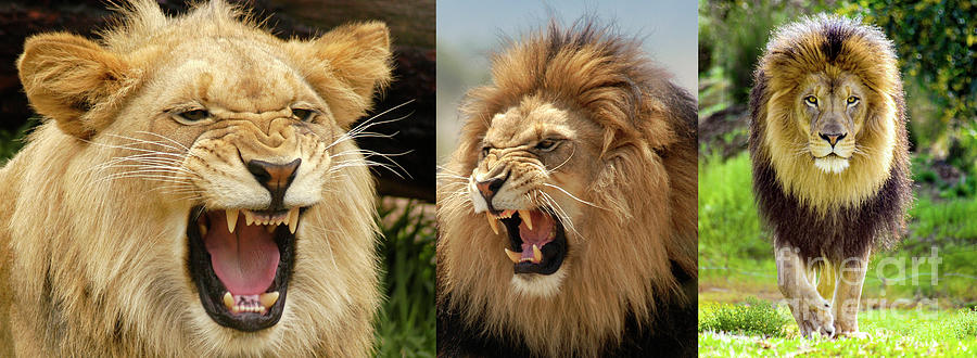 Male Lion - three stages of life. Photograph by Gunther Allen