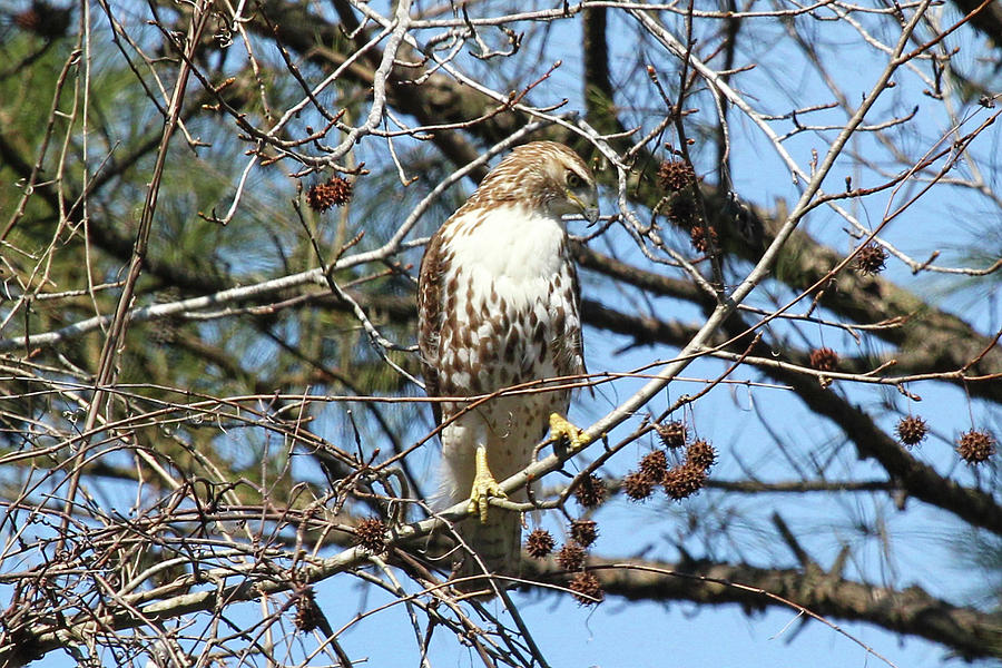 Young Hawk Photograph by Dan Ledbetter - Fine Art America