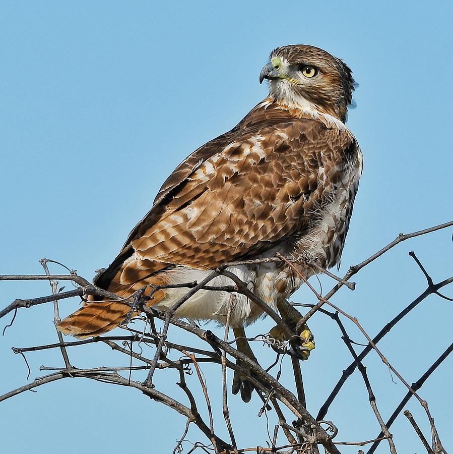 Young hawk Photograph by Ken Lawrence - Fine Art America