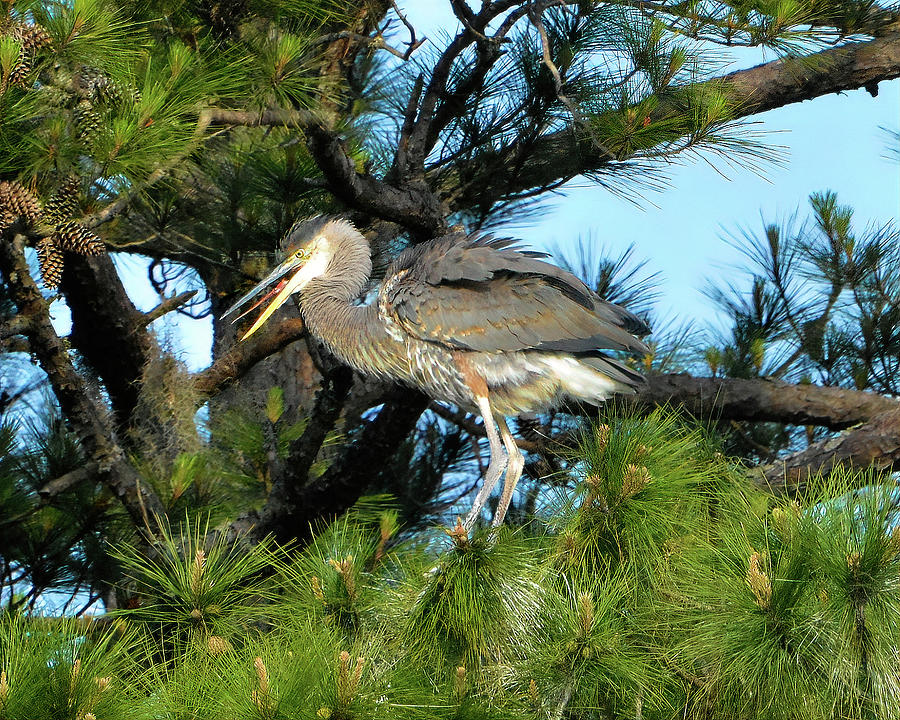 Young Heron in a Tree Photograph by Jerry Griffin