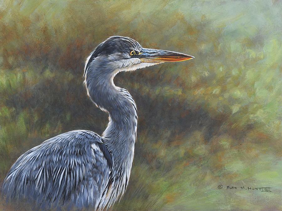 Heron Painting - Young Heron Study by Alan M Hunt