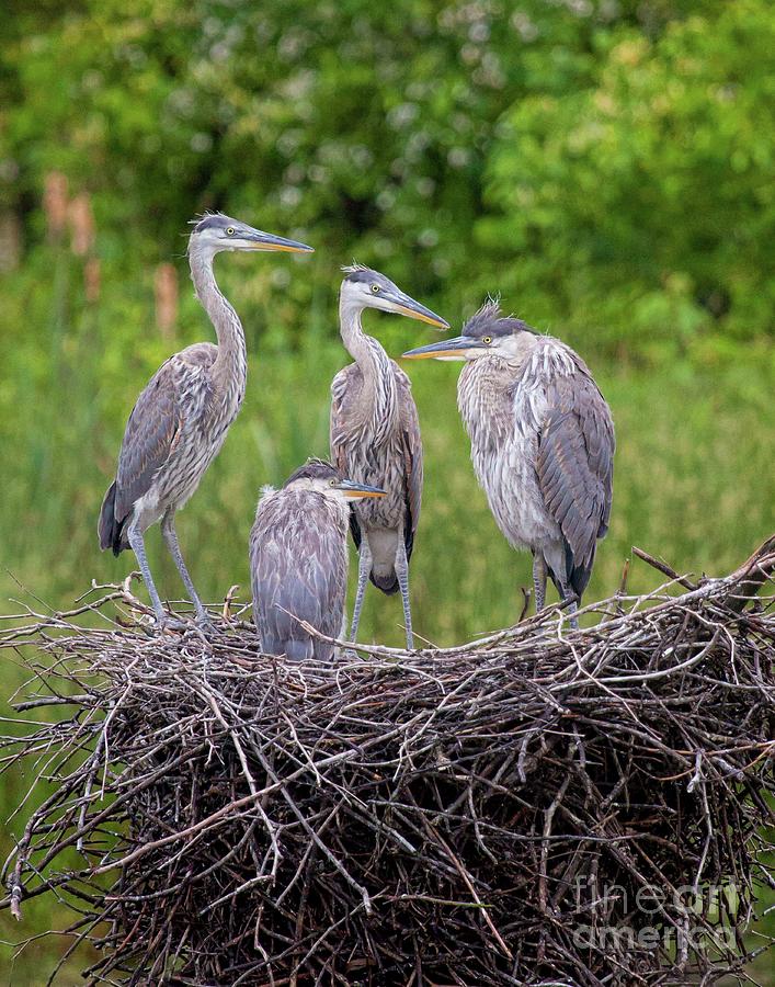 Young Herons Photograph by Laurinda Bowling