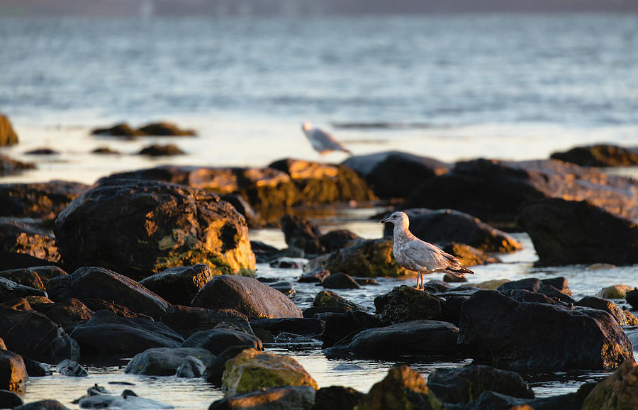 Young Herring Gull Along The Sachuest Shoreline Photograph by Andrew Pacheco