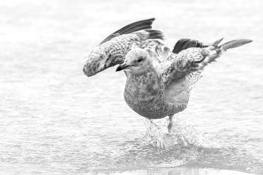 Young Herring Gull Bathing Photograph by Dawn Currie