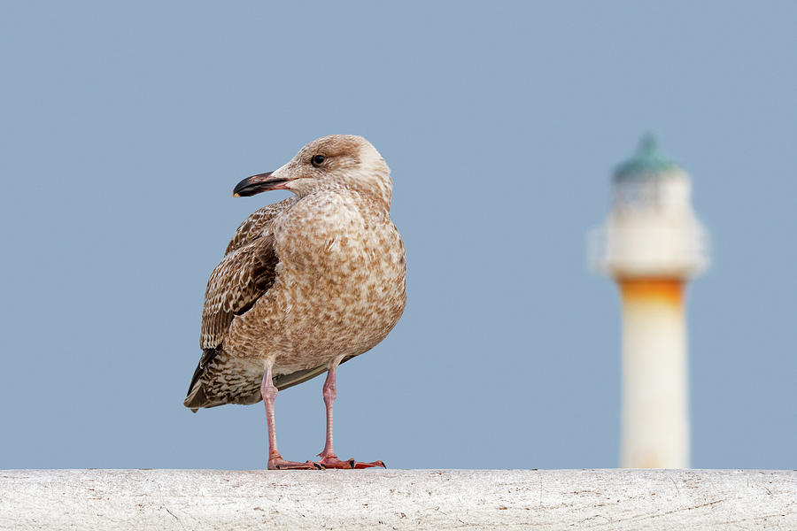 Young Herring Gull On Pier Photograph