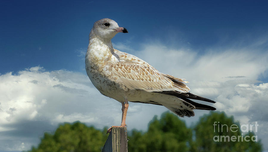 Young Herring Gull on the Outlook  Photograph by Elaine Manley