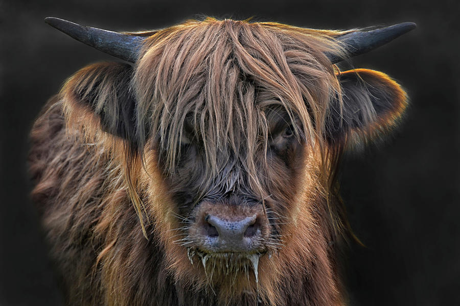 Young Highland Cattle Cow Girl Photograph by Joachim G Pinkawa