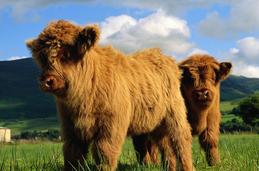 Young Highland Cows In Scotland Photograph by Chris Close Photography