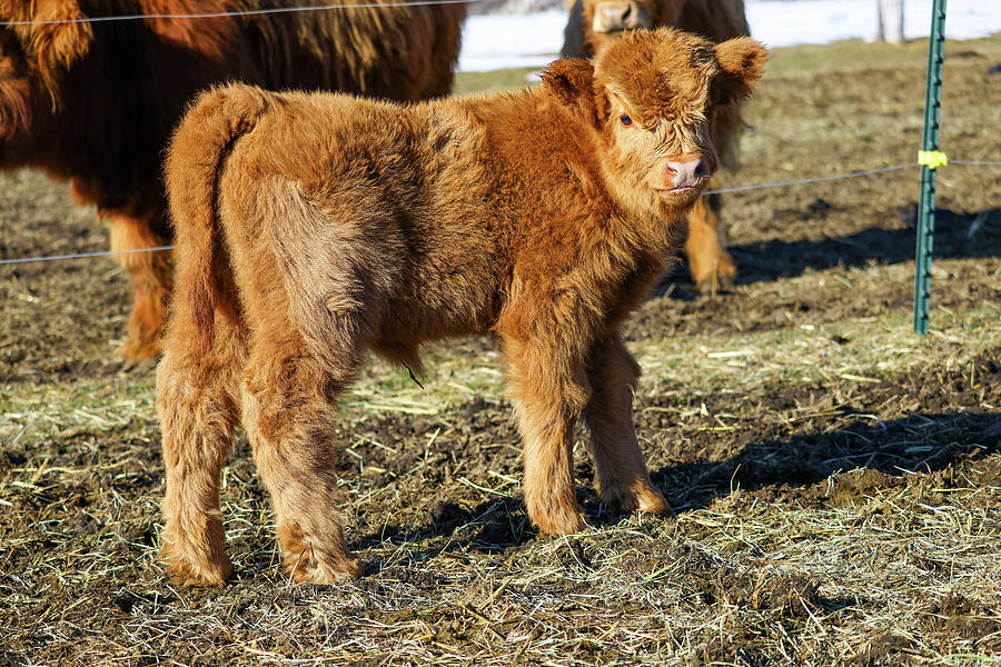 Young highlander calf Photograph by Jeff Swan - Pixels