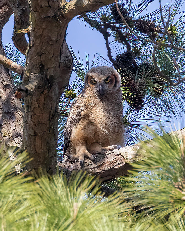Young Horned Owl Photograph by Alan Raasch