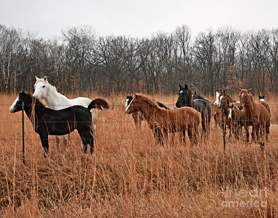 Young Horses Gathering With Moms Photograph by Kathy M Krause