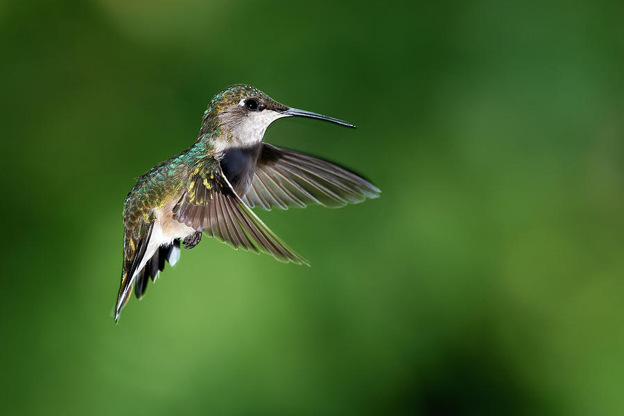 Young Hummingbird Photograph by Paul Freidlund