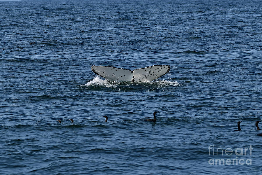 Young Humpback Whale Flapping Tail Photograph by Amazing Action Photo Video