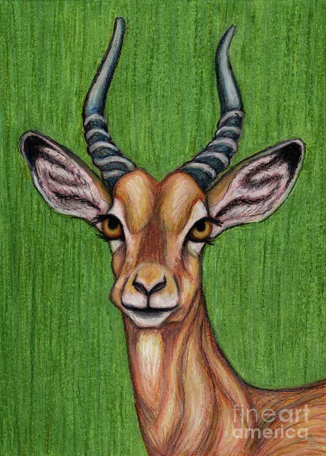 Young Impala  Painting by Amy E Fraser