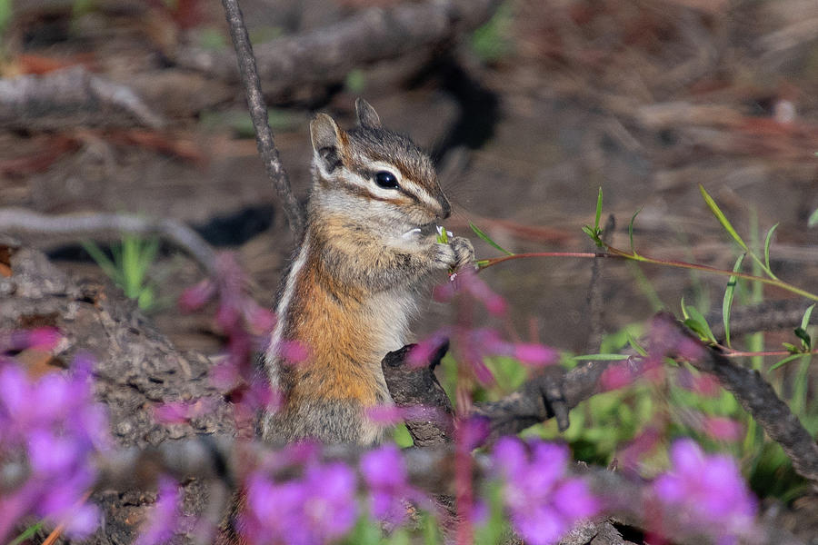 Young Least Chipmunk Photograph by Cascade Colors