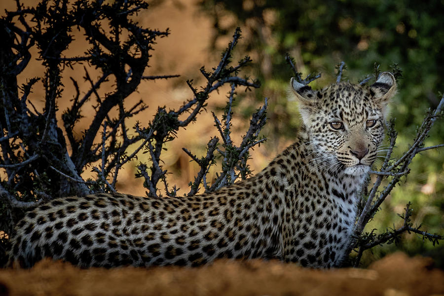 Young Leopard 2 Photograph by MaryJane Sesto