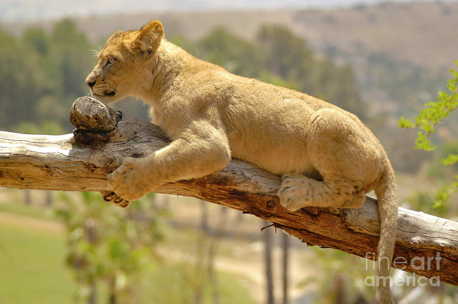 Young lion cub holding and grabbing on a tree branch for balance. Photograph by Gunther Allen