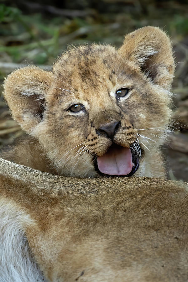 Young  Lion Cub Photograph by MaryJane Sesto