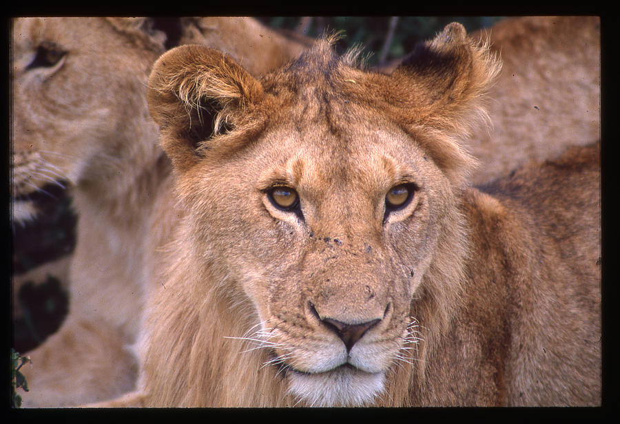 Young Lion Front Portrait Photograph by Russel Considine