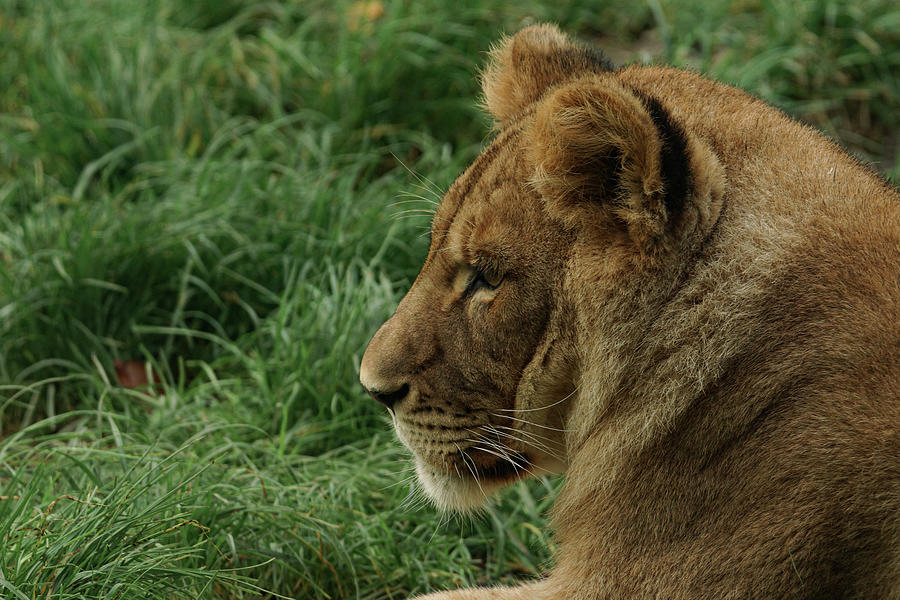 Young Lion Photograph by Stephanie Doring - Fine Art America