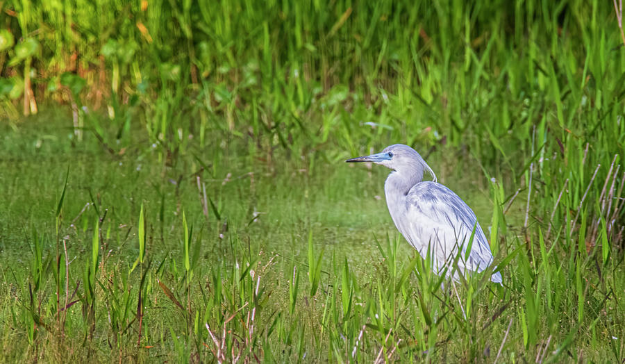 Young Little Blue Heron - Harkers Island North Carolina Photograph by Bob Decker