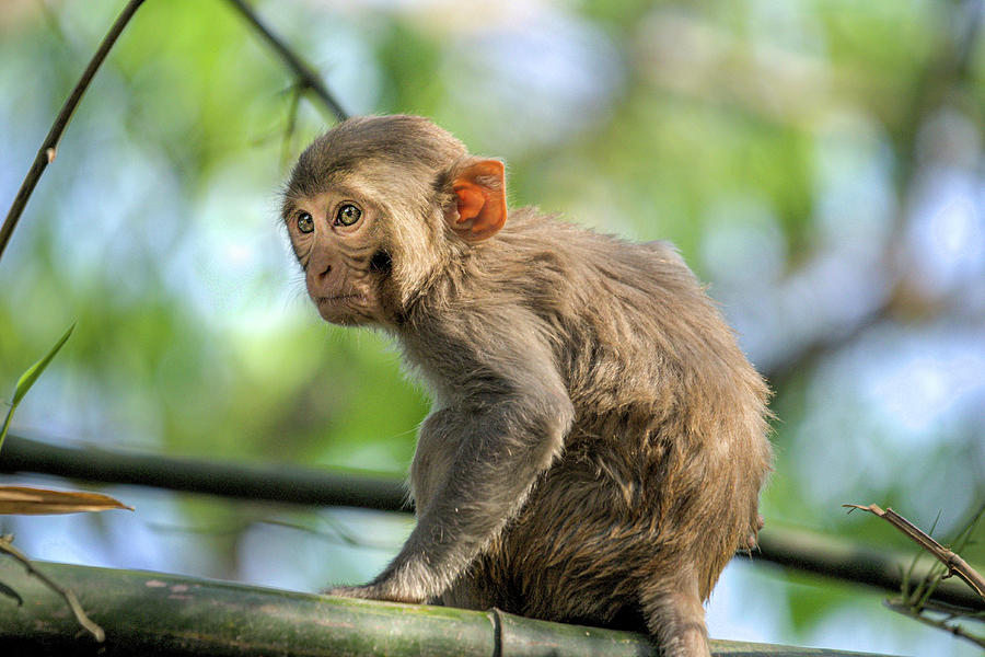 Young Macaque Staring Photograph by Adrian O Brien