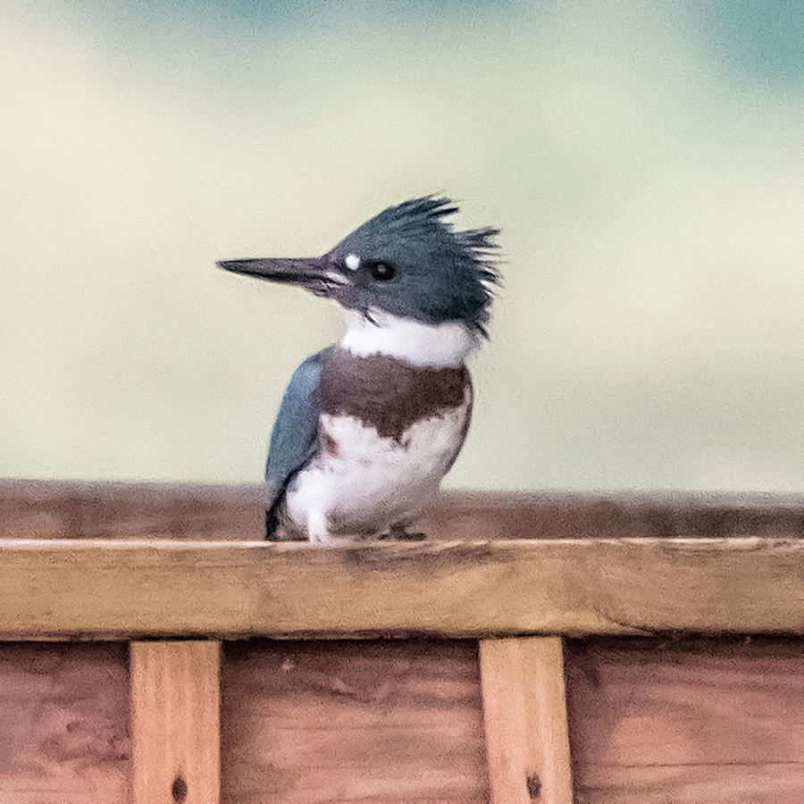 Bird Digital Art - Belted Kingfisher 01 Young Male by William J Howard