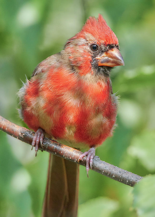 Young Male Cardinal Photograph by Jim Hughes
