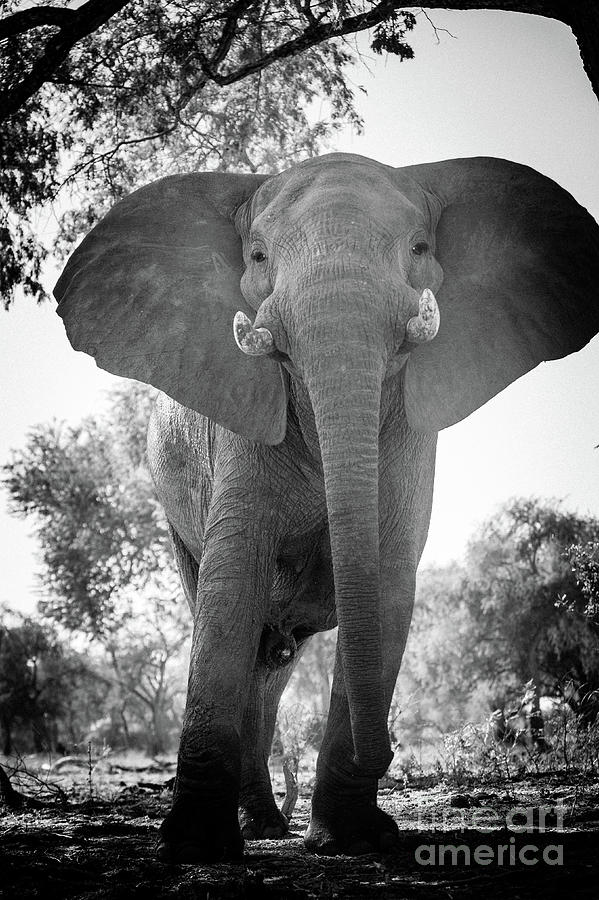 Young Male Elephant of Mana Pools Photograph by Robert Goodell - Fine ...