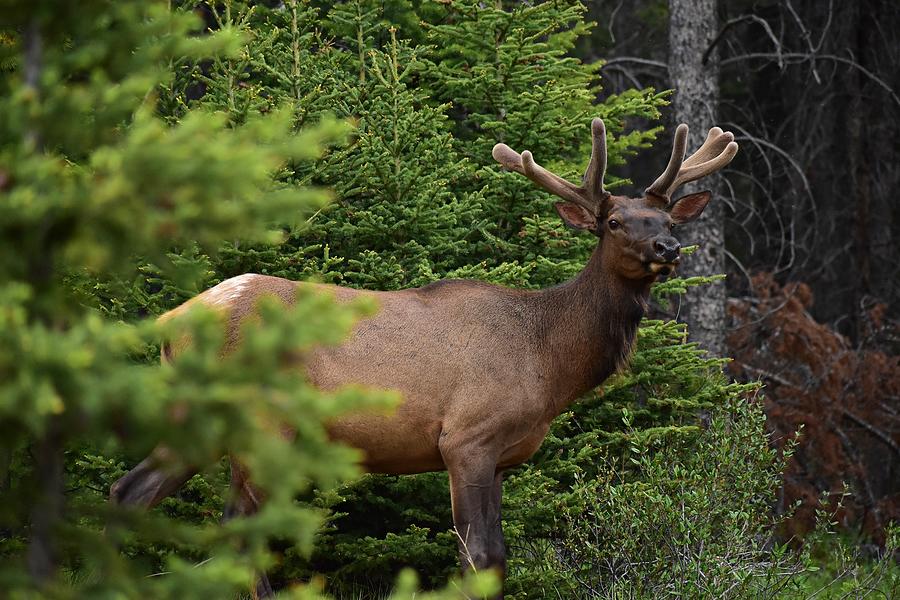 Young Male Elk  Photograph by Marta Pawlowski