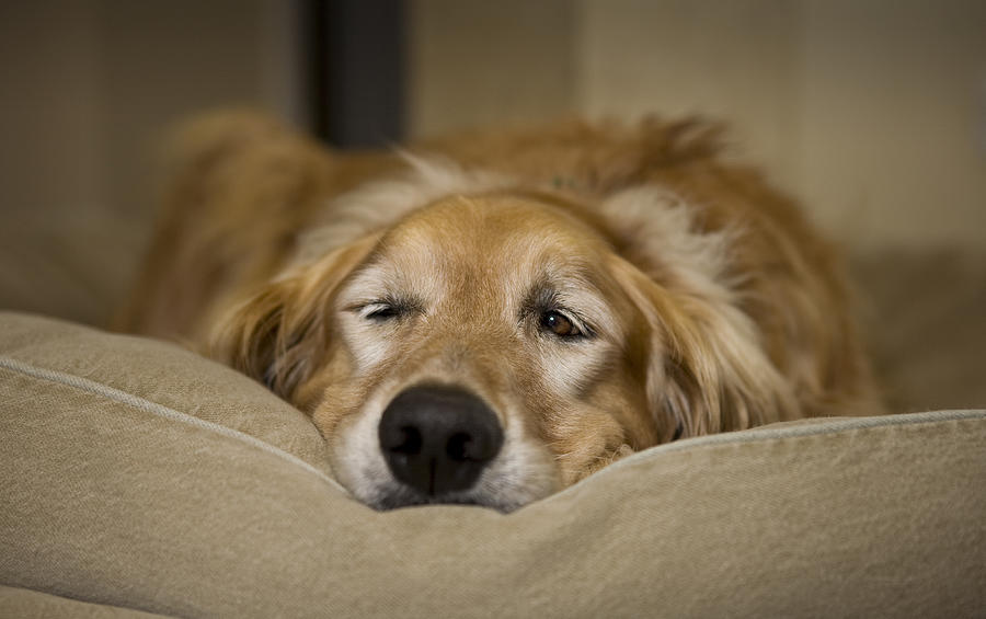 Young Male Golden Retriever Waking From A Nap Photograph by DenGuy